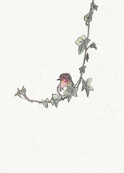 Ivy Robin. Click to see next image.