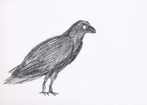 Rook. Click to see next image.