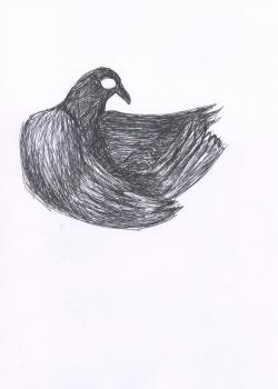 BlackBird(Crow). Click to see next image.