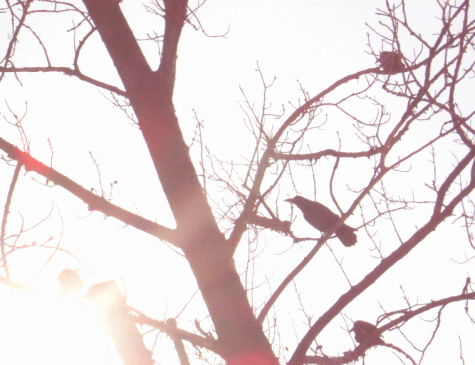 crows awaits on the tree of life. Click to see next image.